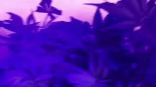 Pre transplant