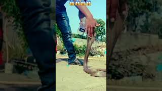 सांप को हाथ से पानी पिलाया 🐍🐍🐍🐍🐍🐍|😱😱😱😱😱 #shorts
