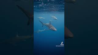 POV: you come on a tour with Deep Blue Eco Tours! #oceanconservation #sharks #sharkeducation #hawaii
