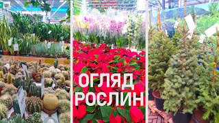 Кімнатні рослини. Ціни та огляд вазонів. Орхідея, заміокулькас, ялинка.
