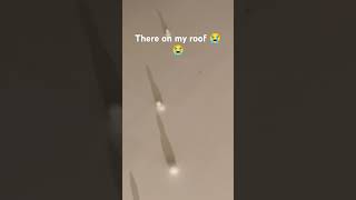 70 ducks on my roof