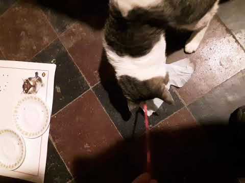 Spotty Playing