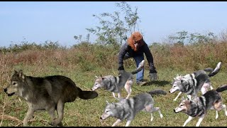 Tiger and Wolf Head Prank vs Dogs Party