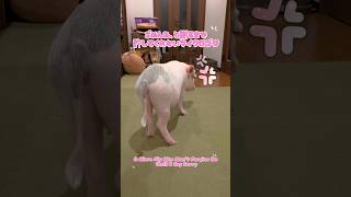 ごめんね、と謝るまで許してくれないマイクロブタ A Micro Pig Who Won't Forgive Me Until I Say Sorry #マイクロブタ #ミニブタ #piggy #pig