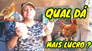 QUAL DÁ MAIS LUCRO CODORNA OU GALINHA . #codorna #galinha