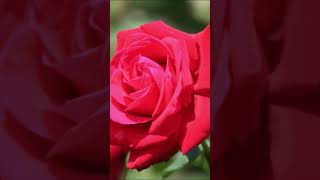 薔薇訴願
