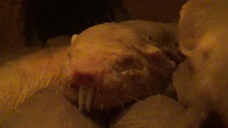 もぞもぞするハダカデバネズミ  Cute naked mole rat【Cute animal videos】【こども動物自然公園】