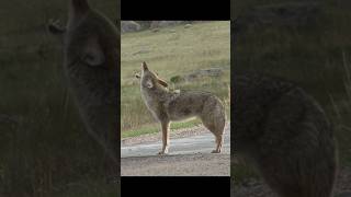 Coyote Sounds of Howling and Barking | Canis latrans Sounds
