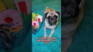 pretty pweez? 💜 #dog #pug #cute #funny #pets #fyp #shorts