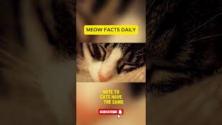 Cats Have a Unique Nose Print😺 #cat #pets #yourcat