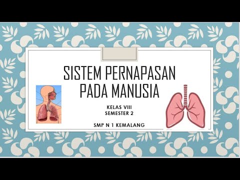 SISTEM PERNAPASAN PADA MANUSIA