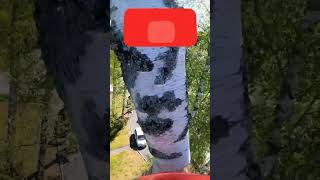 Topping Birch Tree #arborist #arblife #arboriculture #climbing #tree #treelife #trees #trees #remov