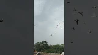 KABUTAR LOVER 🕊️#kabutar #pigeon #pigeons #birds #kabootar #pigeonpose #pigeonlove #kabutarbazi