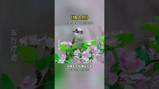 #五音療愈  #養心曲  #修心養性禪悟人生  #國樂 #情人橋