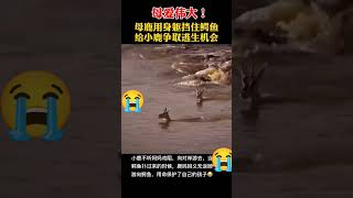 好感人😭#我要涨粉 #我要上热门 #_ #搬運 #抖音 #capcut #熱門 #流量 #求人 #求火 #推薦 #分享 #按讚 #訂閱 #日常 #日常生活