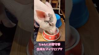 ちゃんとお留守番出来たマイクロブタ #マイクロブタ #micropig #ミニブタ #minipig #ブタ #pig #piggy #piglet #cutepig #mipig #mipigc