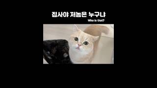 대체 저놈이 누구냐옹🐱#cute#고양이영상 #먼치킨#munchkin#cat#englishsubtitles
