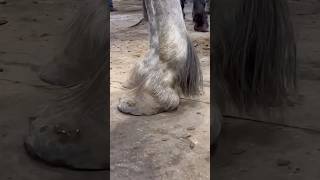 HUGE HOOVES get Heart Bar #horse #farrier #horsecare #equestrian #horsehoof