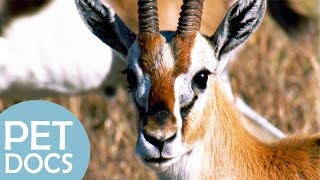 Gazelle: Life in the Savanna | My Animal Friends | Pet Docs