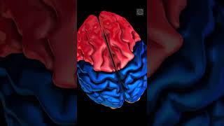 Brain Power: Unveiling the Parts and Their Functions