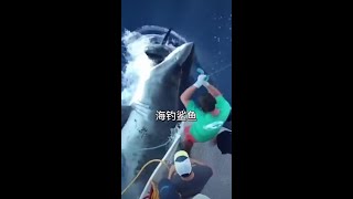 海釣鯊魚 #看動物世界品百味人生 #野生動物零距離 747894