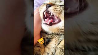 #miao#miao #cat
