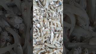 Vanishing Waves: The Shocking Truth of Overfishing