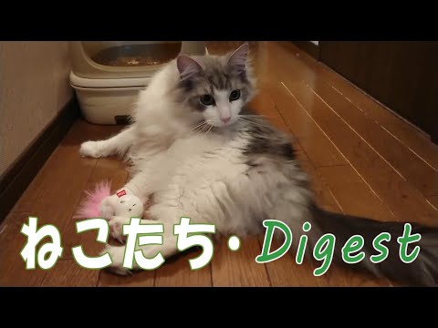 ネコたち・Digest