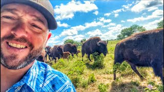 Dunbar Herd Charges...Bolted Straight West!