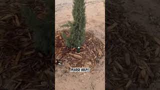 Planting Trees #desertlife #fun #shacklife #treewatering #plantingtrees #gardening