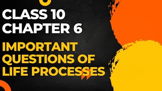 Important Questions of Chapter 6 Life Processes of Class 10