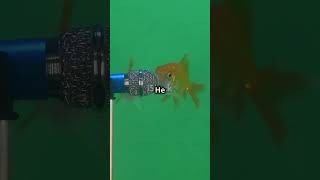 What if fish had wifi #facts #brainrot #funny