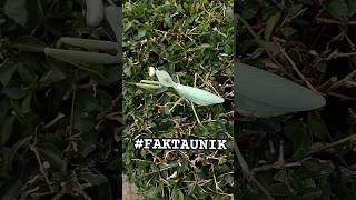 Kenalin Tameng dari Timor ini yaitu Rhombodera kirbyi! #faktaunik #mantis