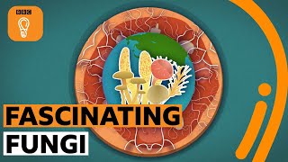 These fungi facts will blow your mind! 🍄 🤯 BBC