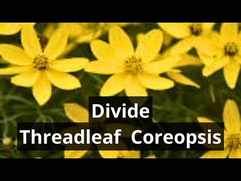 How To Divide Coreopsis Zagreb Threadleaf Tickseed