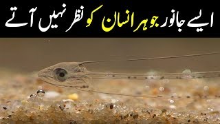 9 Amazing Camouflage Animals You Will See For The First Time | NYKI