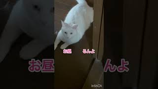 もうムリムリ#ねこのいる生活 #shorts