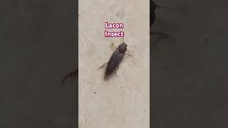 LaconInsect #insects #insectphotography #buglife #youtubeshorts #shorts #trendingshorts #horror