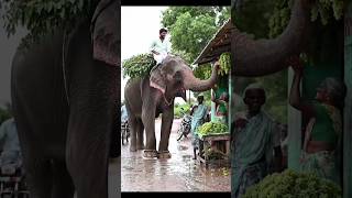 Elephant’s Gentle Gift | A Peaceful Village Moment in Rural India