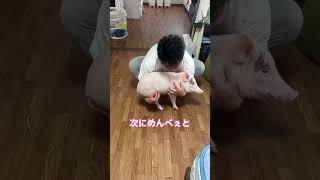 豚の体重 #マイクロブタ #ミニブタ #ブタ #ペット