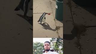 একটা পেঙ্গুইন সে বোঝে আর আমরা বুঝিনা #shorts #islamicvideo #trending #viral #ইসলামিক_ভিডিও #love