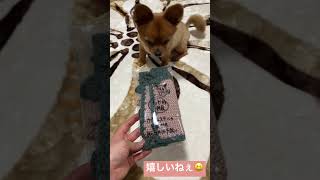【プレゼント🎁】ありがとう、嬉しいね！ #かわいい #大好き #どうぶつ #チワワ #かわいい犬 #ちわわ #チワワとの暮らし #ちわわ大好き #チワワ大好き #shorts #short