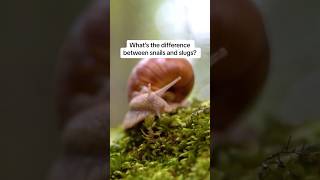 Snails & slugs: What's the difference? #naturepbs #wildlife #animalshorts #slug #snail