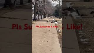 Geese Families #usa #denver #geese #geeselive #naturephotography #coloradocity #downtowndenver reels