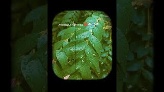 Raining ☔️ #viralvideo #explore #explorepage #trending #trendingshorts#varshamam #girlslife