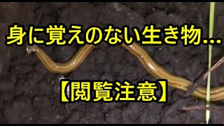 まさか！謎の生き物が家にいた？飼育を開始します。