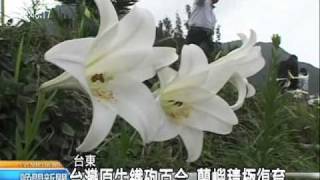 20110503 公視晚間新聞 台灣原生鐵砲百合 蘭嶼積極復育