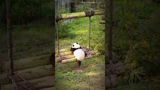 Panda | See the cute behavior of panda cub 🐼