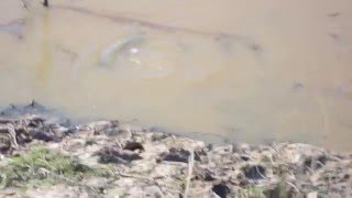 Rakali Australian Native Water Rat