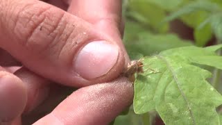 Researchers find that when plants talk, insects listen | REUTERS